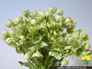 Helleborus Foetidus.jpg